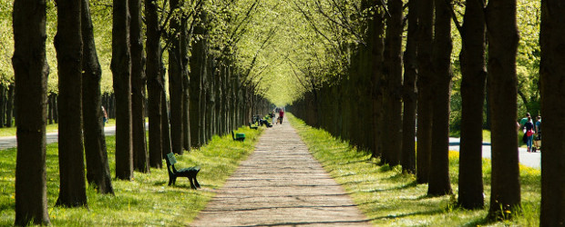 Die schönsten Waldflächen in Hannover