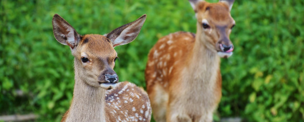Rehe im Tiergarten Hannover