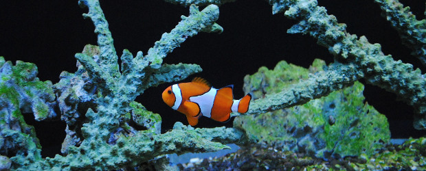 Clownfisch im Sea Life Hannover